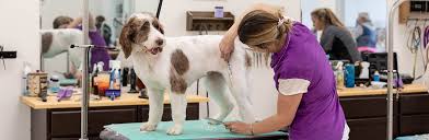 Dog Grooming Courses