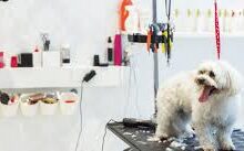 Dog Grooming Courses