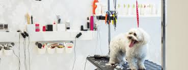 Dog Grooming Courses